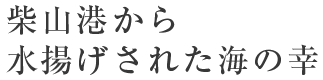 柴山港から水揚げされた海の幸